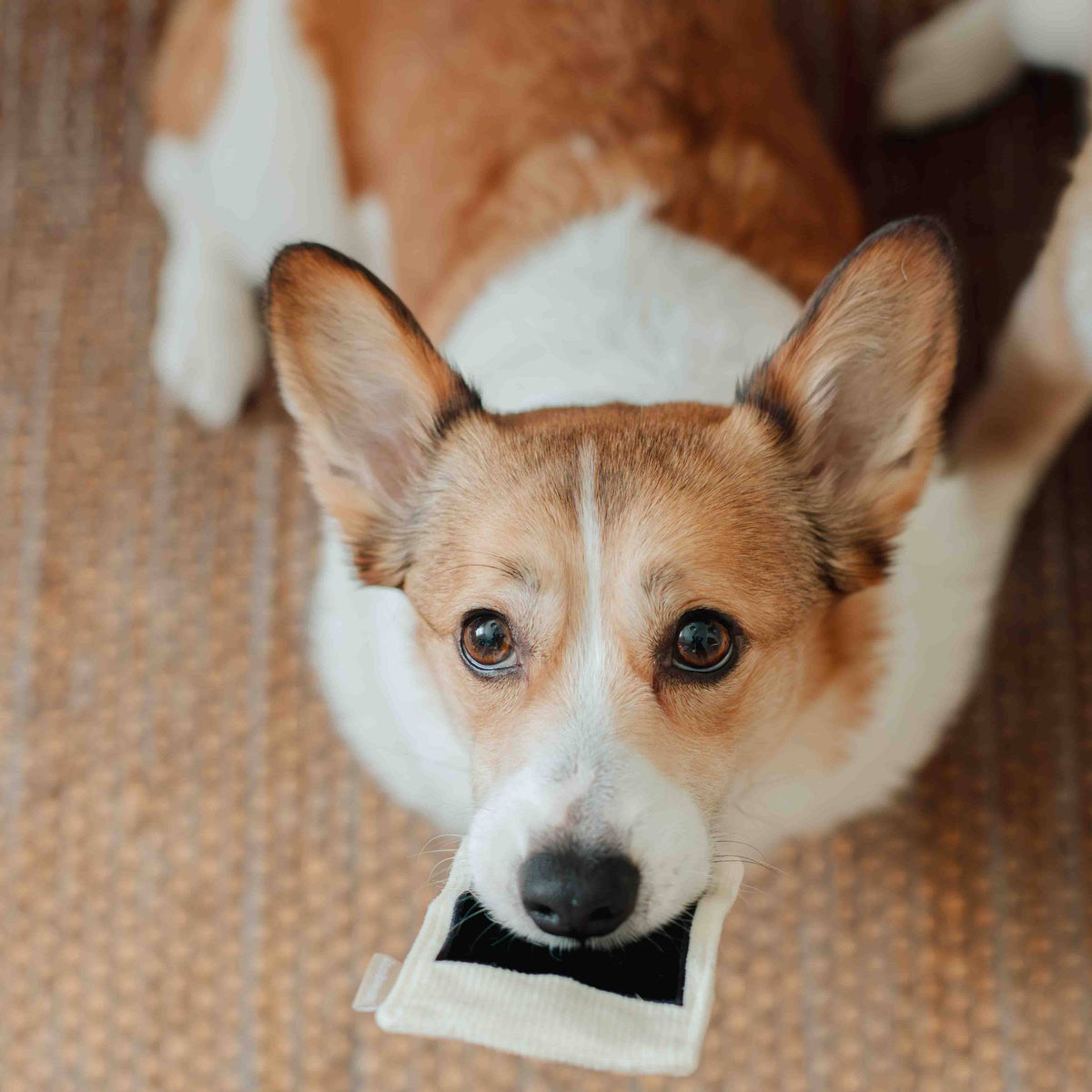 Instant Camera Enrichment Dog Toy