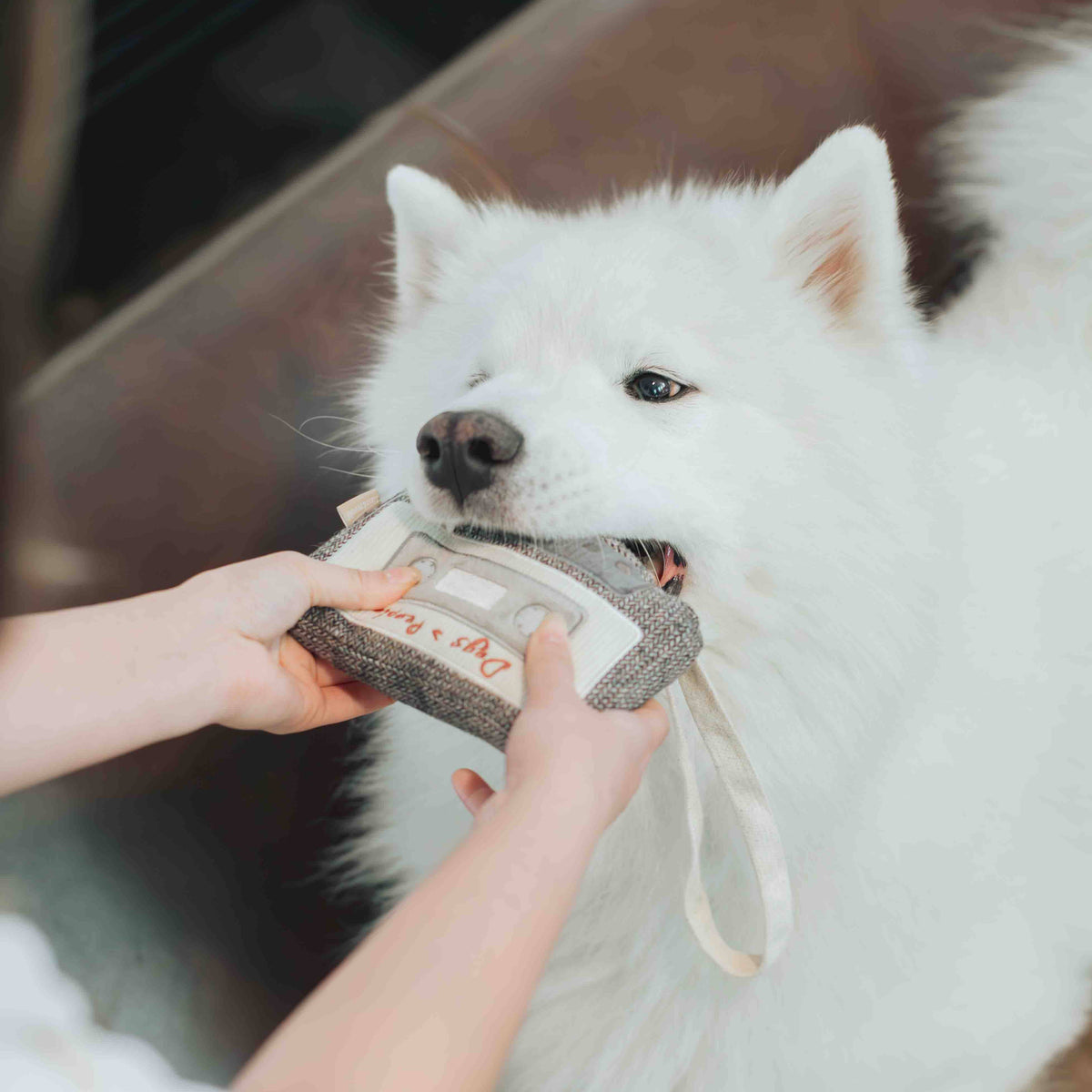 Cassette Tape Enrichment Dog Toy